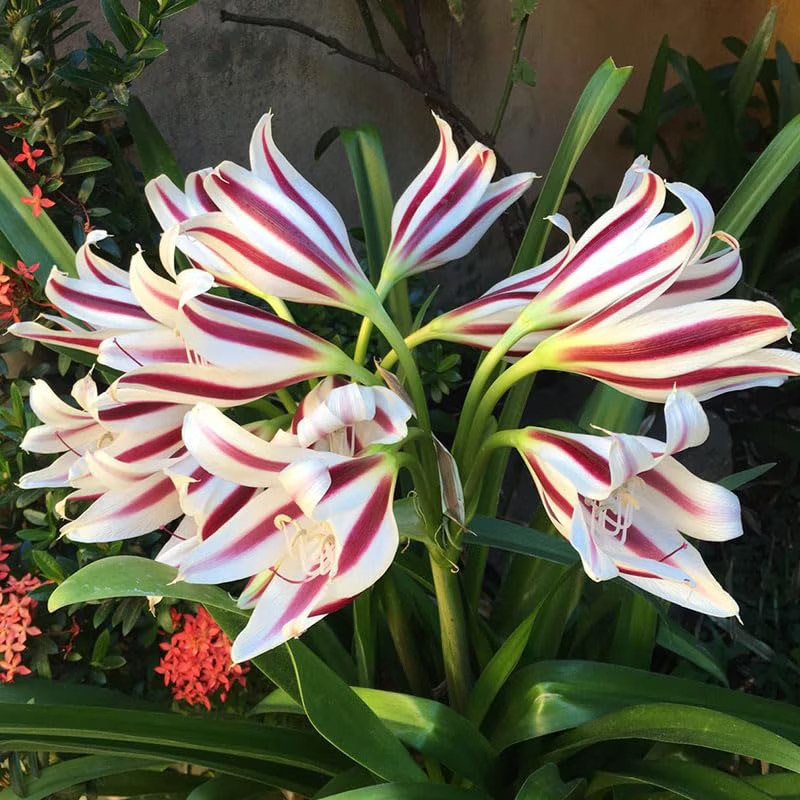 Crinum Lily Flower Bulbs for Home Garden & Terrace | Large Fragrant Blooming Lily Plants | Easy 